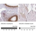 GOLGA5 Antibody in Immunohistochemistry (IHC)