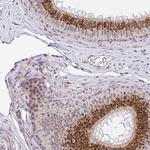 GOLGA5 Antibody in Immunohistochemistry (IHC)