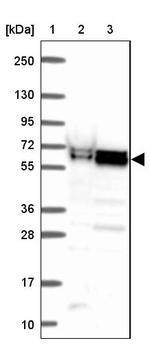 ZNF207 Antibody in Western Blot (WB)