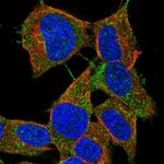 LYRM2 Polyclonal Antibody