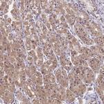 EXOC6B Polyclonal Antibody