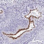 PRR24 Polyclonal Antibody