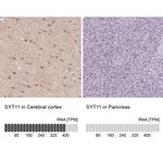 SYT11 Antibody