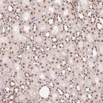 SNRPG Polyclonal Antibody