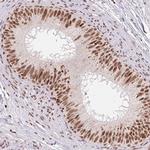 SNRPG Antibody in Immunohistochemistry (IHC)