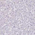 TMEM118 Antibody in Immunohistochemistry (IHC)