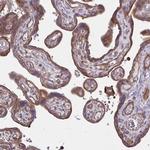 EID2B Polyclonal Antibody