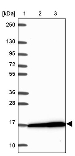 RPS16 Antibody in Western Blot (WB)
