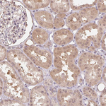 CUTA Antibody in Immunohistochemistry (Paraffin) (IHC (P))