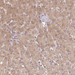 CUTA Antibody in Immunohistochemistry (Paraffin) (IHC (P))