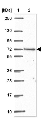 ARHGAP22 Antibody in Western Blot (WB)