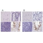 SHCBP1L Polyclonal Antibody