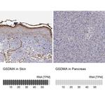 GSDMA Antibody