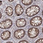 SPICE1 Antibody in Immunohistochemistry (Paraffin) (IHC (P))