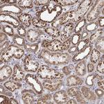 SPICE1 Antibody in Immunohistochemistry (Paraffin) (IHC (P))