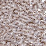 SPICE1 Antibody in Immunohistochemistry (Paraffin) (IHC (P))
