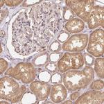 REV3L Polyclonal Antibody