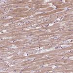 KCNK15 Polyclonal Antibody