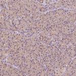 CARKL Antibody in Immunohistochemistry (IHC)