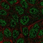BATF Polyclonal Antibody