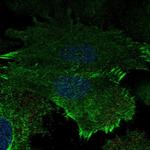 Aquaporin 5 Polyclonal Antibody