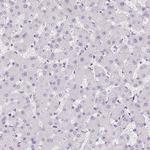 Aquaporin 5 Antibody in Immunohistochemistry (Paraffin) (IHC (P))