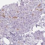 Aquaporin 5 Antibody in Immunohistochemistry (Paraffin) (IHC (P))