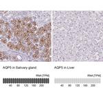 Aquaporin 5 Antibody