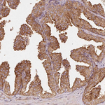 RIC3 Antibody in Immunohistochemistry (Paraffin) (IHC (P))