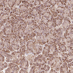 RIC3 Polyclonal Antibody