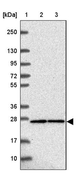 GADD45GIP1 Antibody in Western Blot (WB)