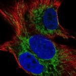 SMIM12 Antibody in Immunocytochemistry (ICC/IF)
