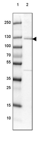 EML4 Antibody in Western Blot (WB)