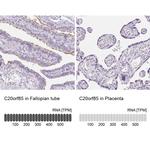 C20orf85 Antibody