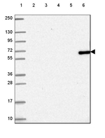 TTC39C Antibody in Western Blot (WB)