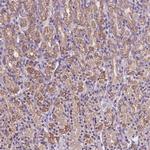 MKRN2OS Antibody in Immunohistochemistry (Paraffin) (IHC (P))