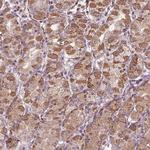 ORAI2 Polyclonal Antibody