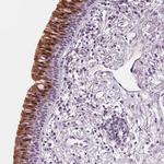 DBX2 Polyclonal Antibody