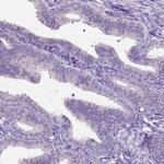 SPDYA Antibody in Immunohistochemistry (IHC)