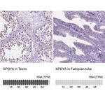 SPDYA Antibody