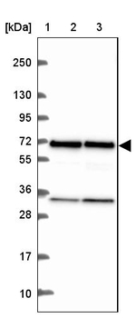 eIF3d Antibody in Western Blot (WB)