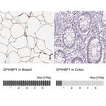 GPIHBP1 Antibody