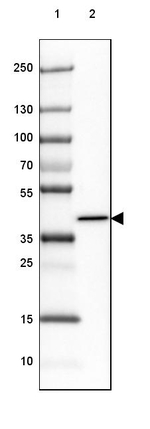 ADPRHL1 Antibody in Western Blot (WB)