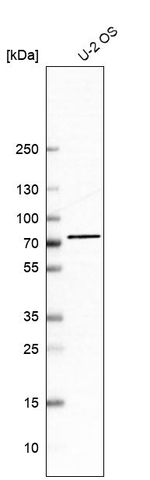 ZNF471 Antibody in Western Blot (WB)