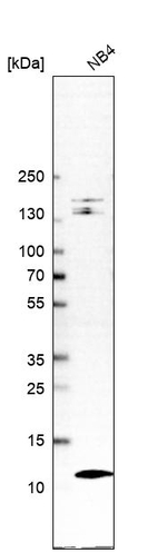 LSM2 Antibody in Western Blot (WB)