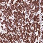 MRPL33 Polyclonal Antibody