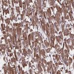 YME1L1 Antibody in Immunohistochemistry (Paraffin) (IHC (P))