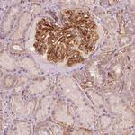 TSPO2 Polyclonal Antibody