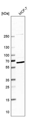 GTF3C5 Antibody in Western Blot (WB)