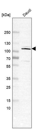 Importin 11 Antibody in Western Blot (WB)